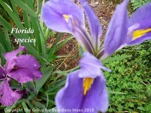 Flordia Species 